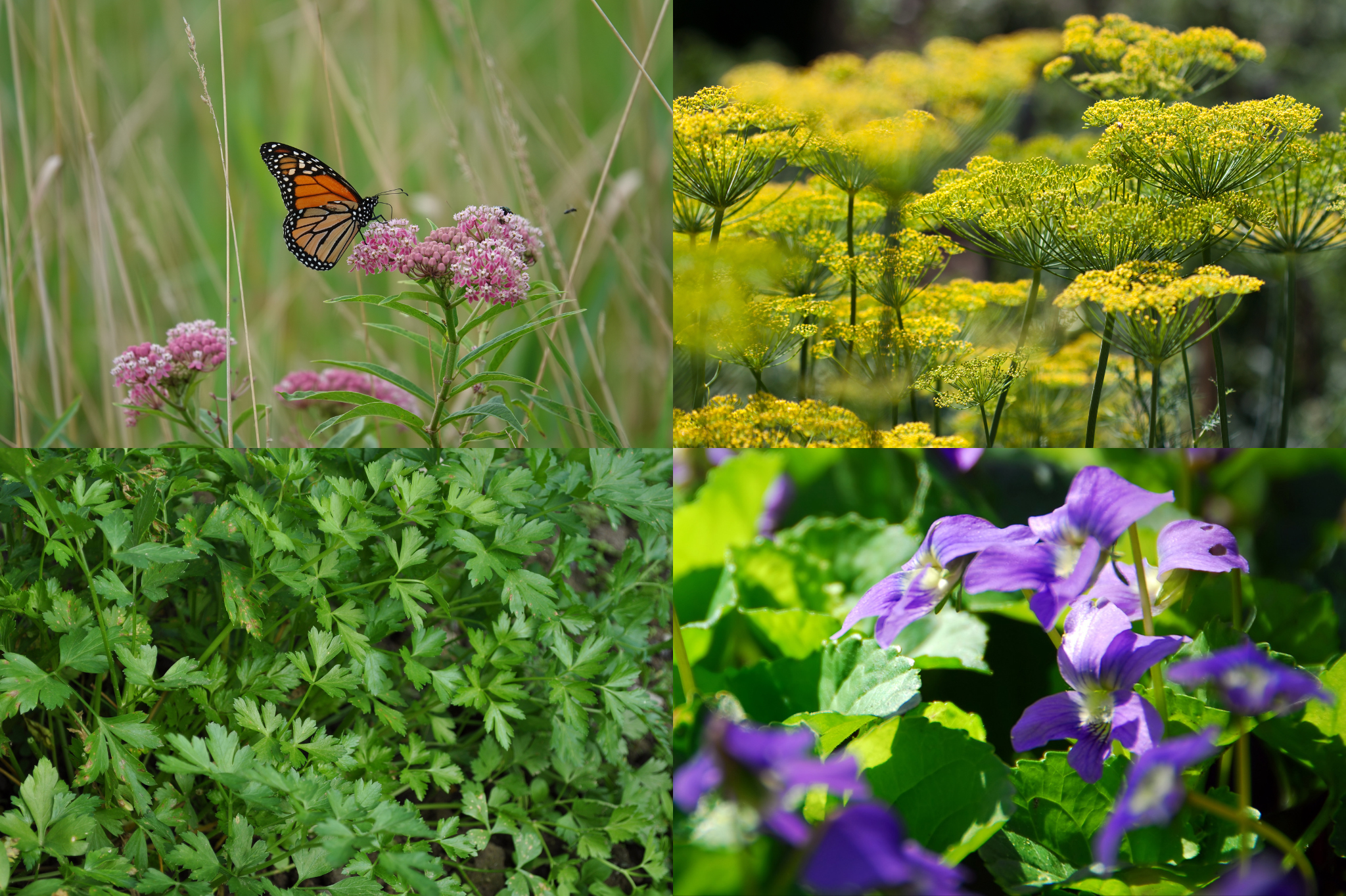 Step 5: Include Butterfly Host Plants