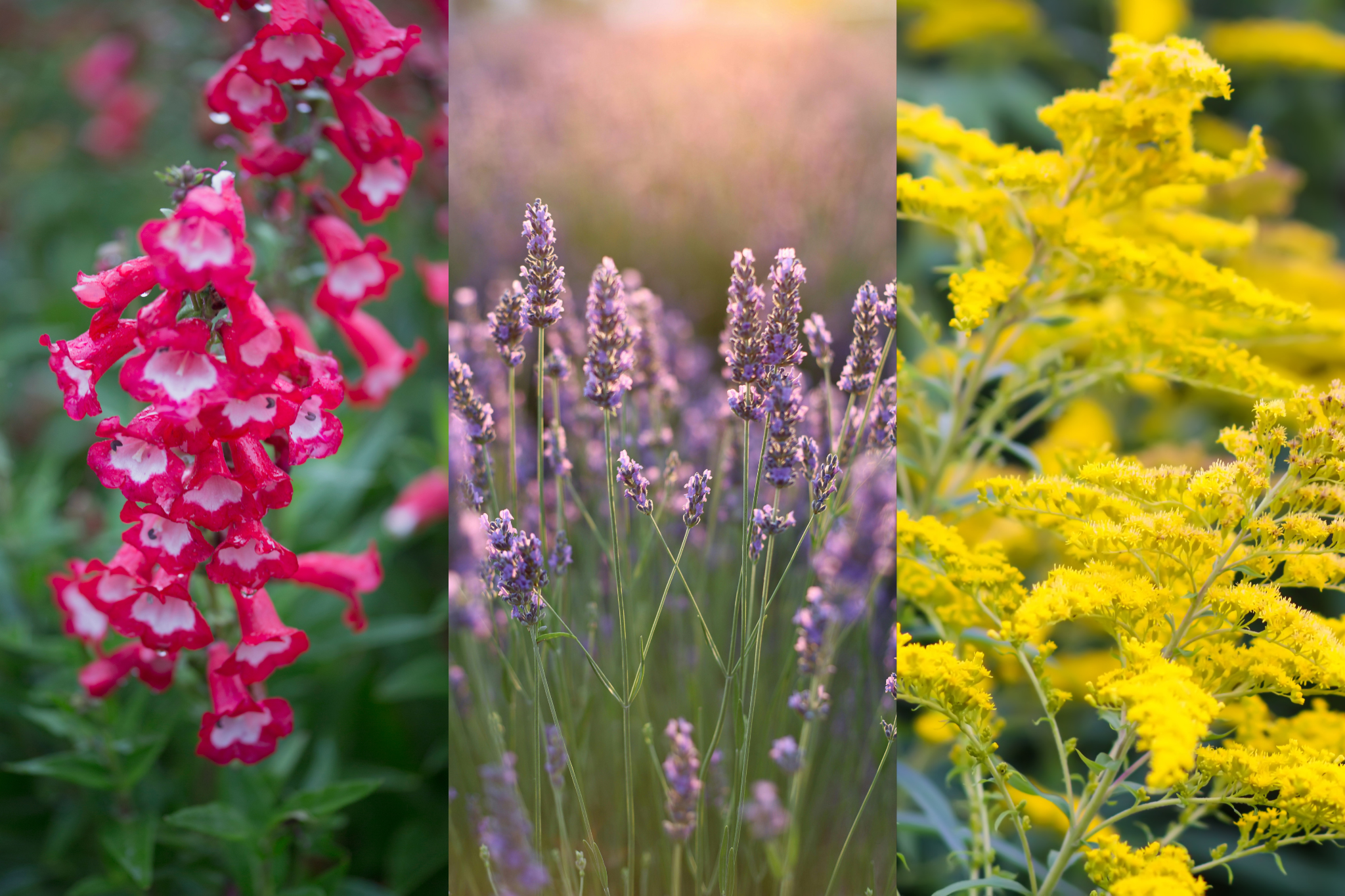 Step 6: Plan for Continuous Blooms