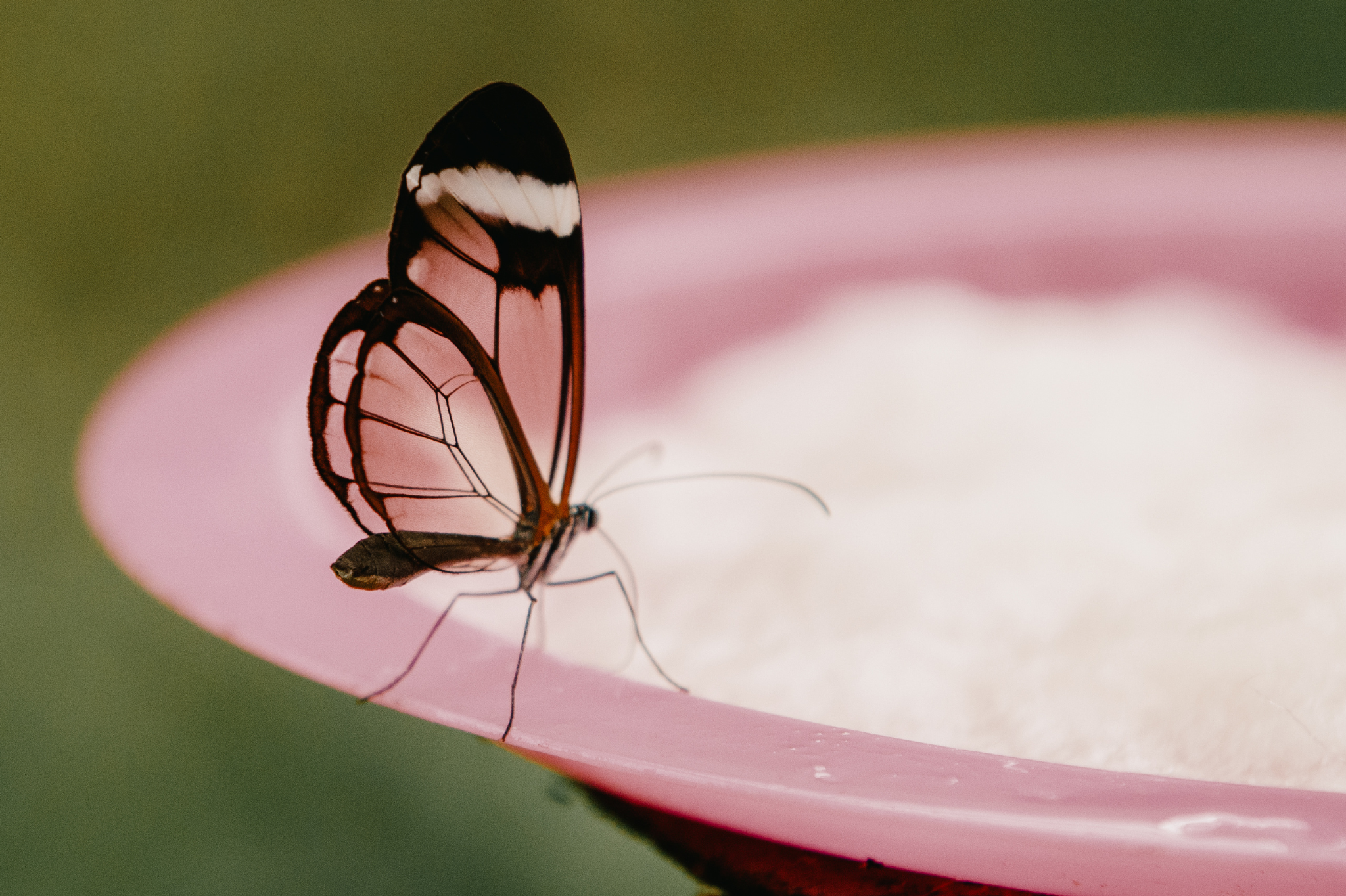 Step 8: Add a Pollinator Water Source