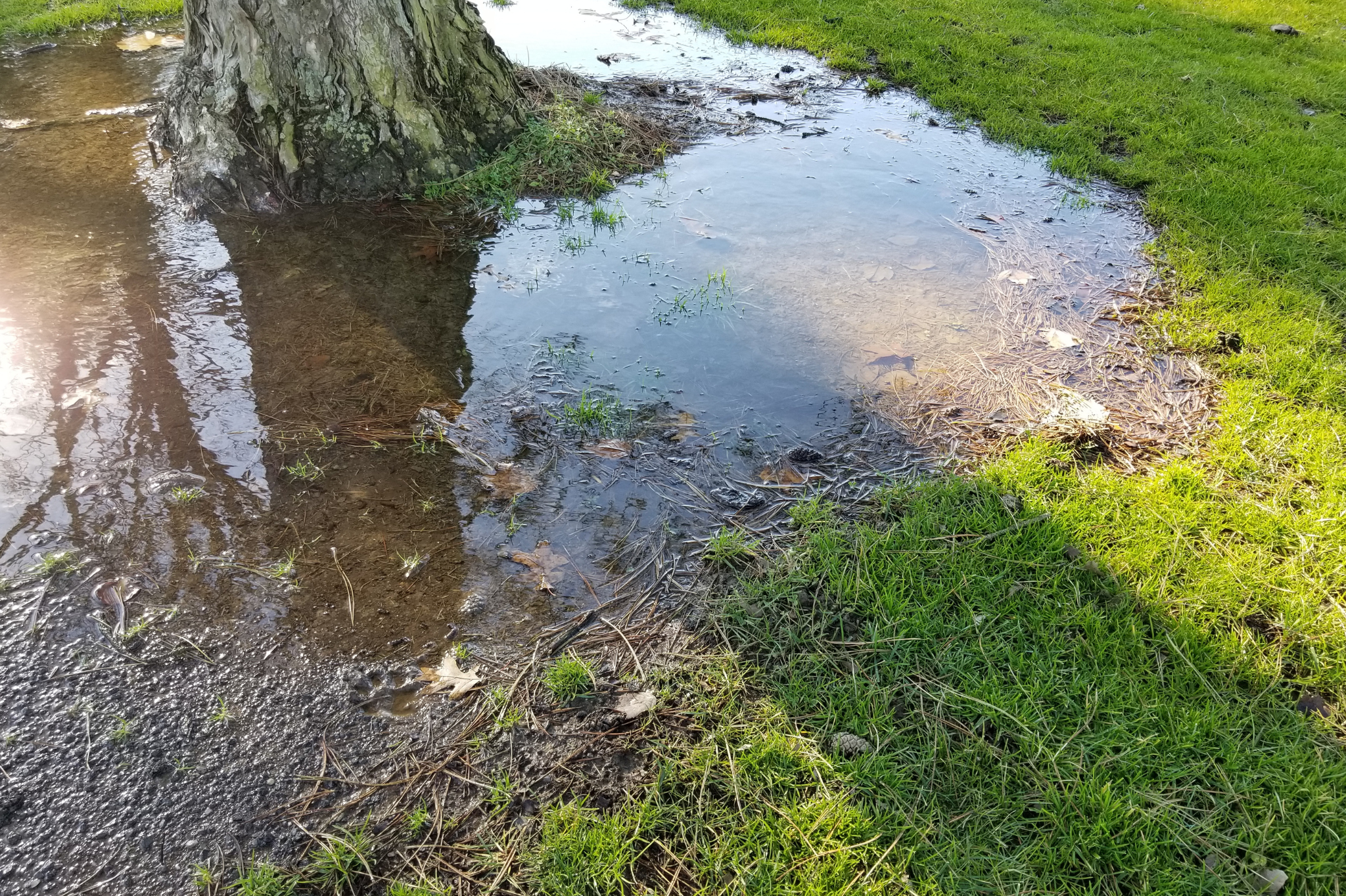 What Causes Drainage Problems in Utah Yards?
