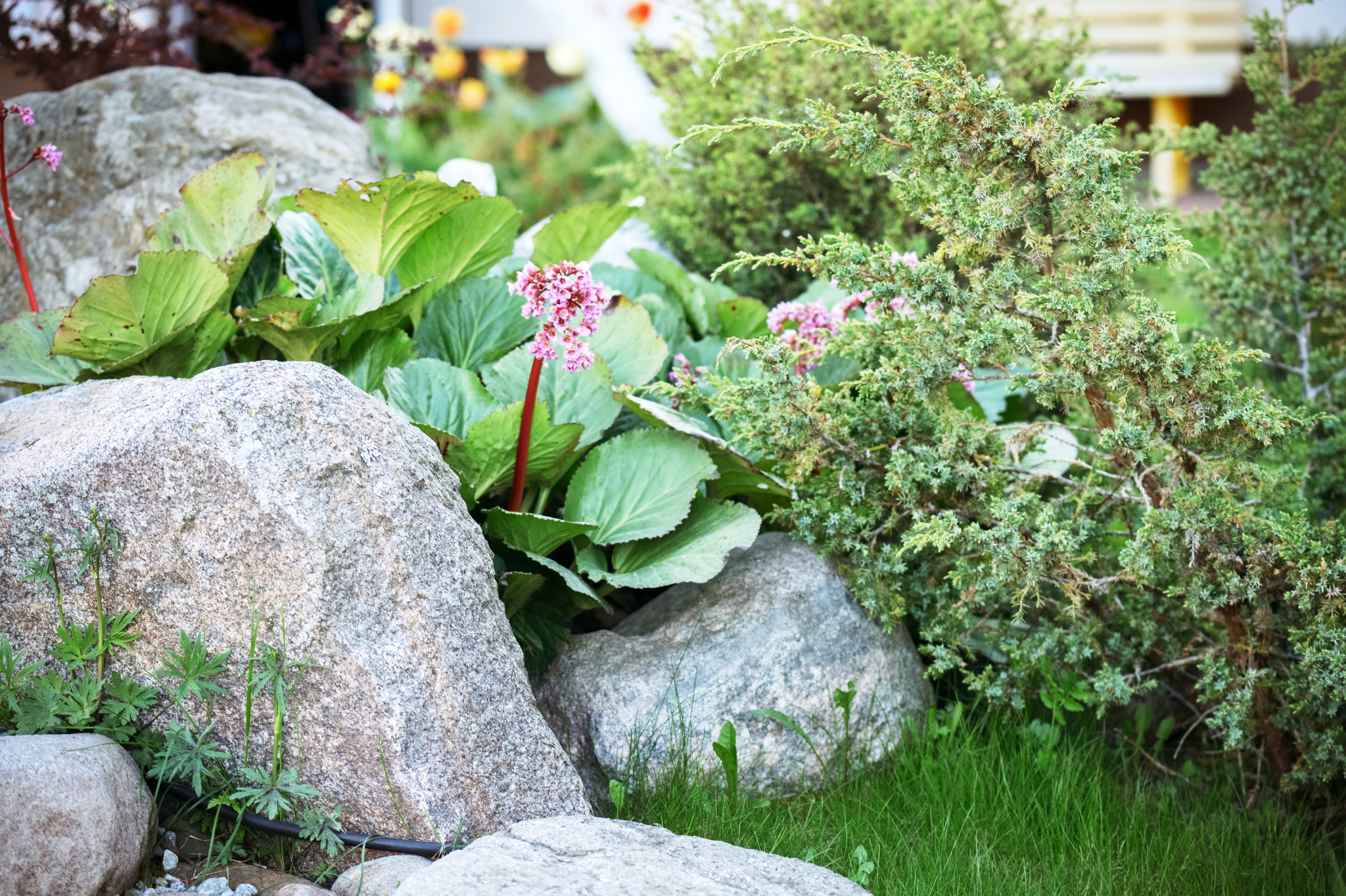 Choose Plants That Fit Utah's Climate