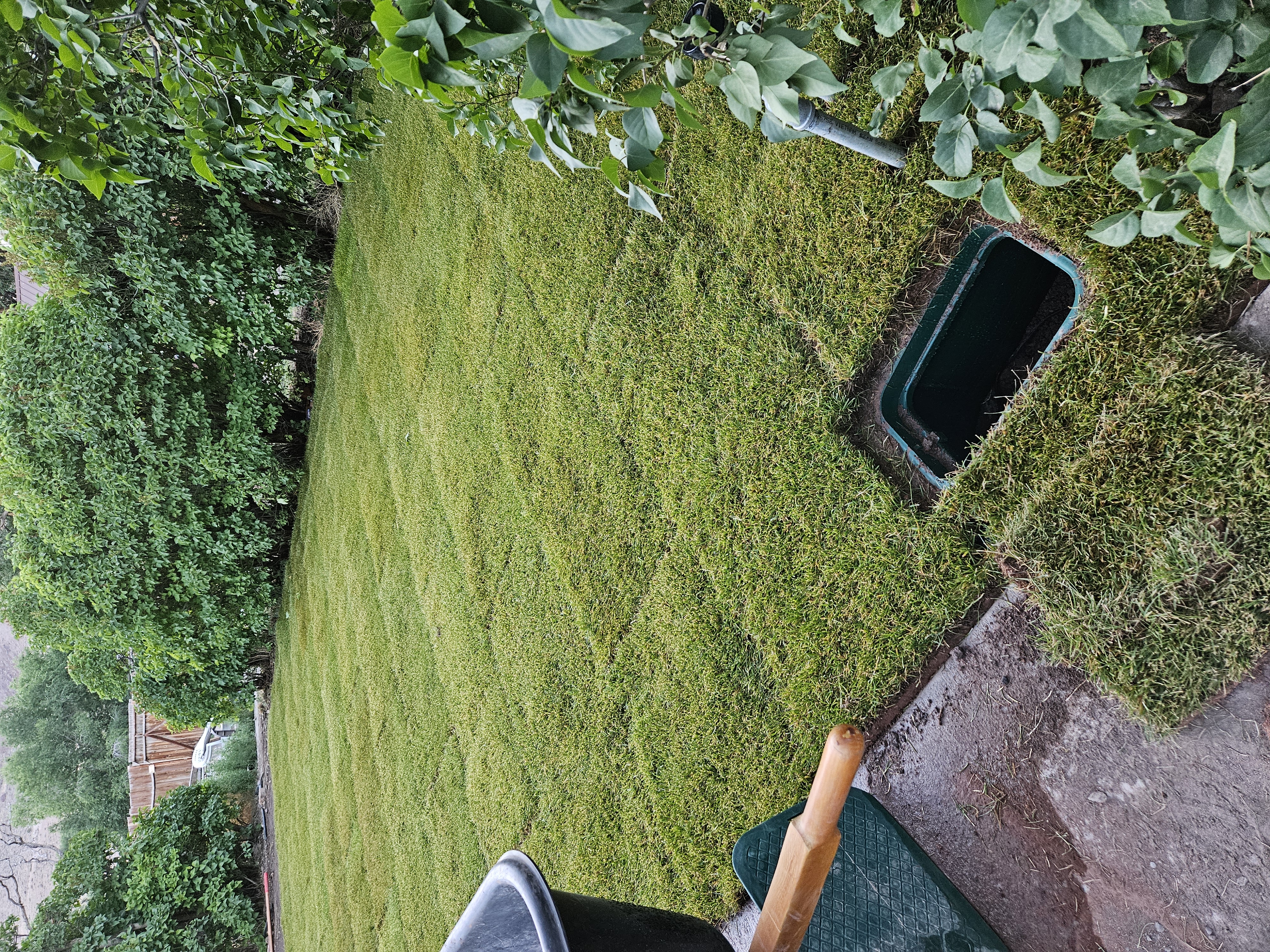 Should I seed or sod my lawn?