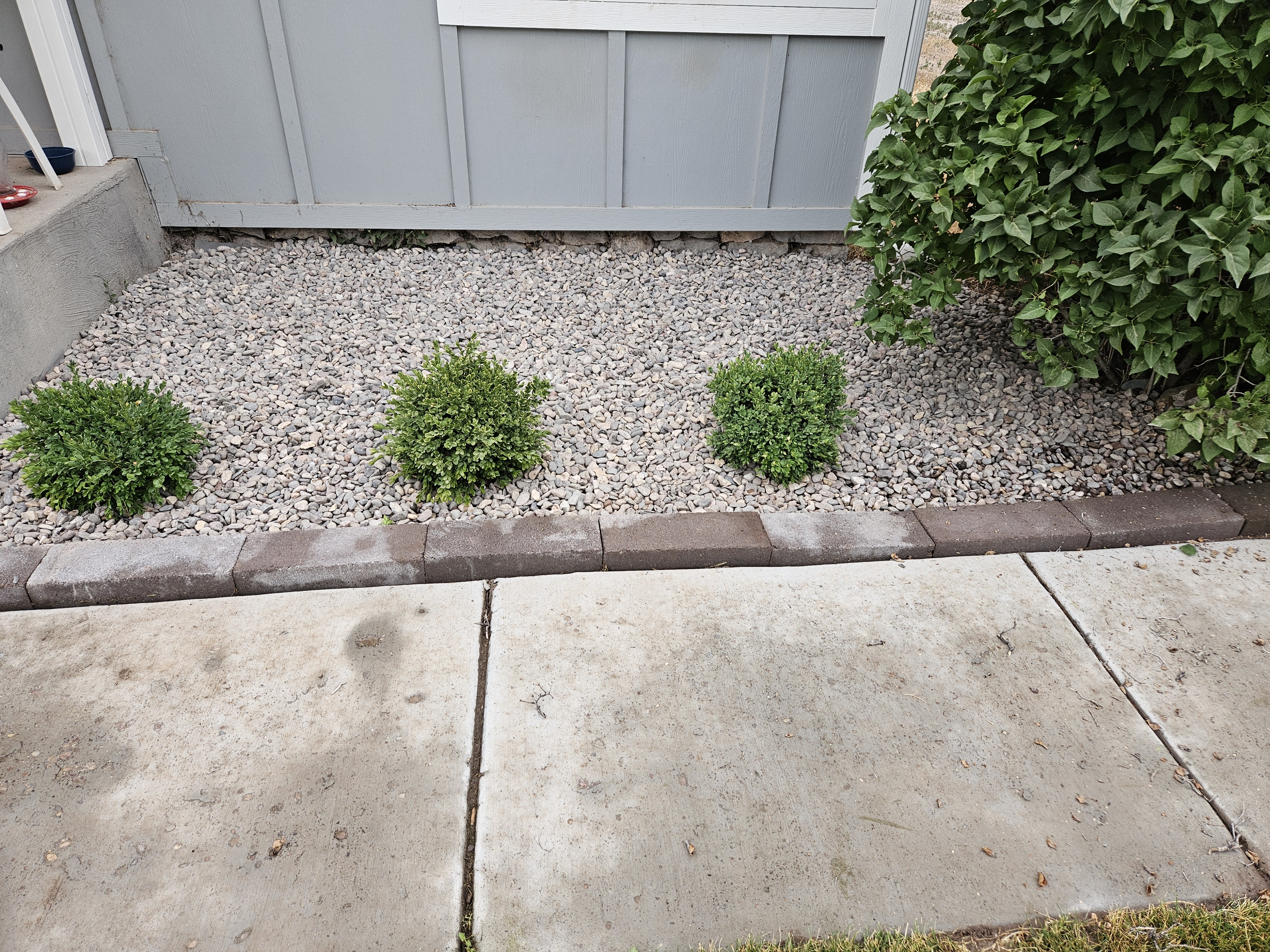 Drip irrigation lines installed in a residential planting bed for efficient watering