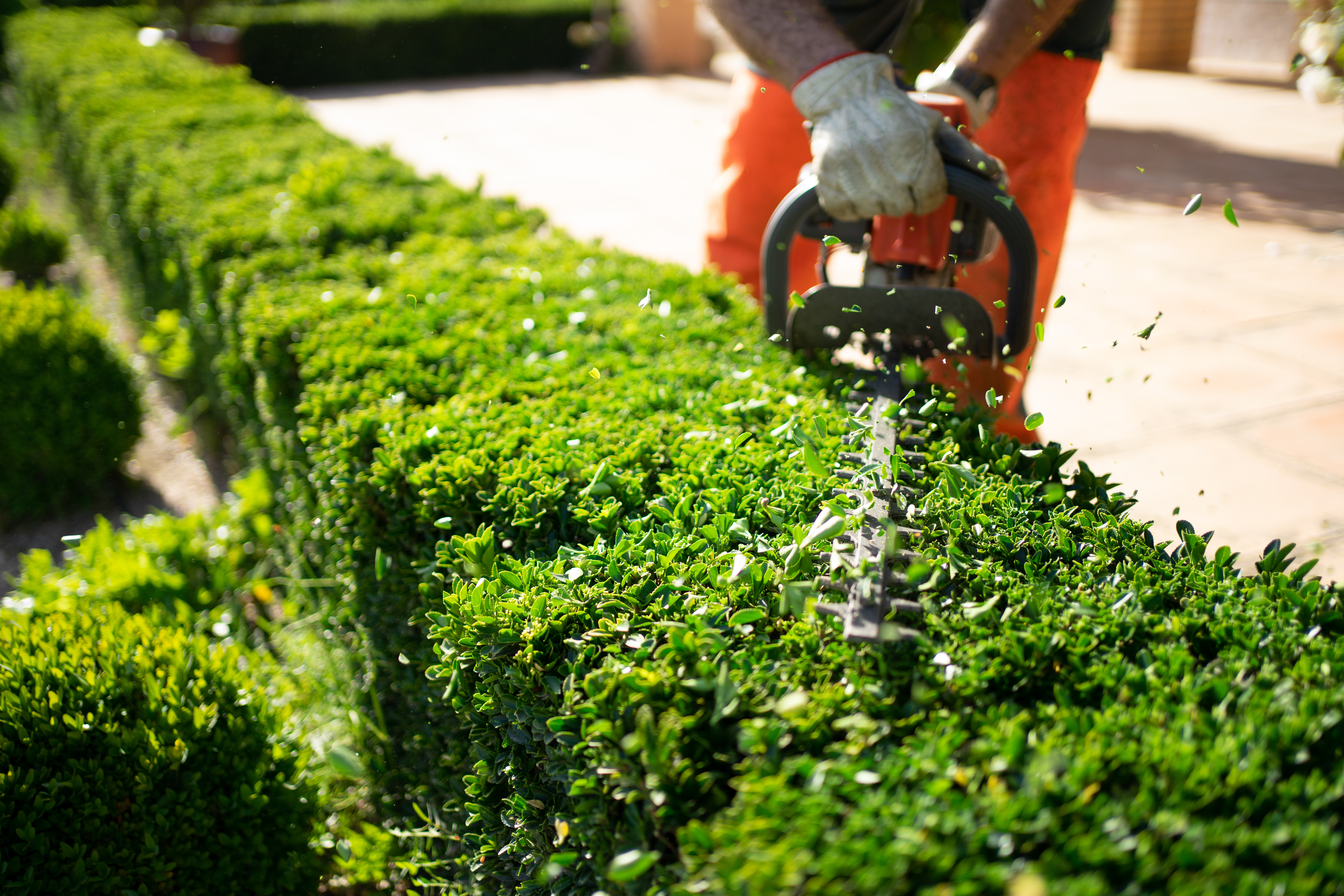 Professional landscaper pruning shrubs at a residential property
